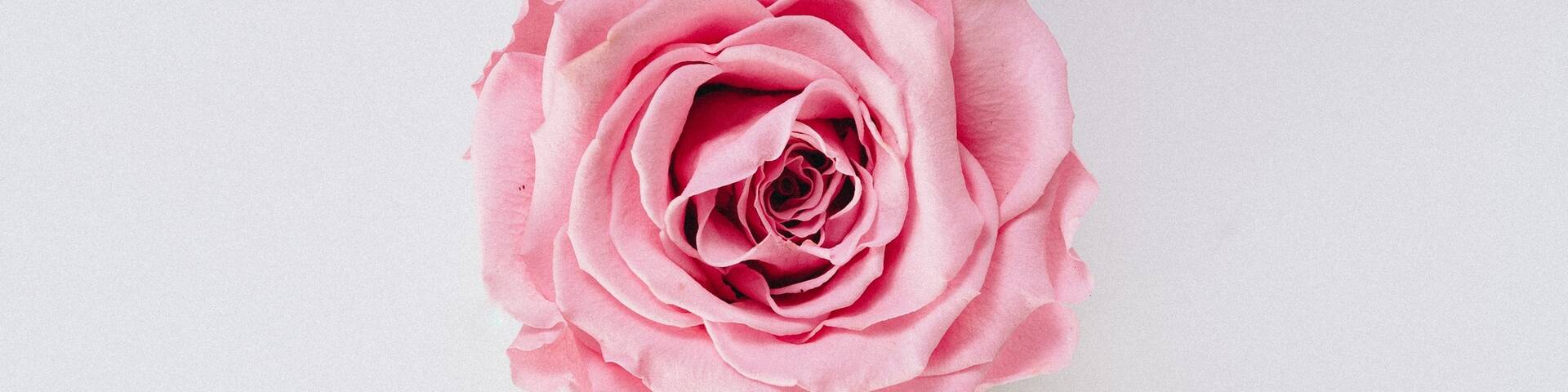 Monsano Miracolo „Mamma Mia“ - Rose